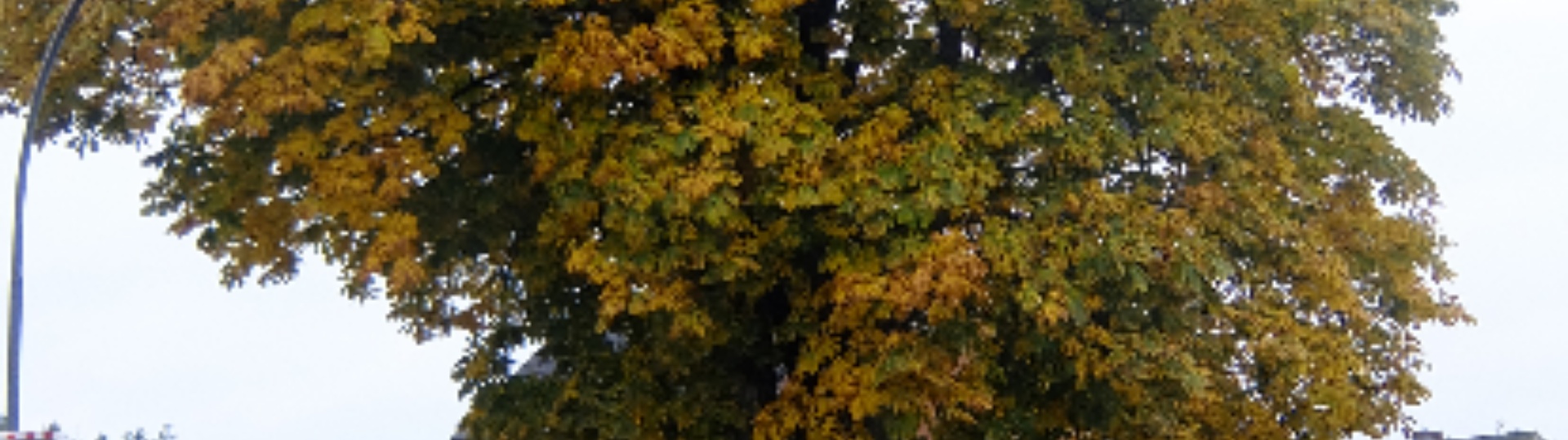 Laubbaum mit Herbstlaub