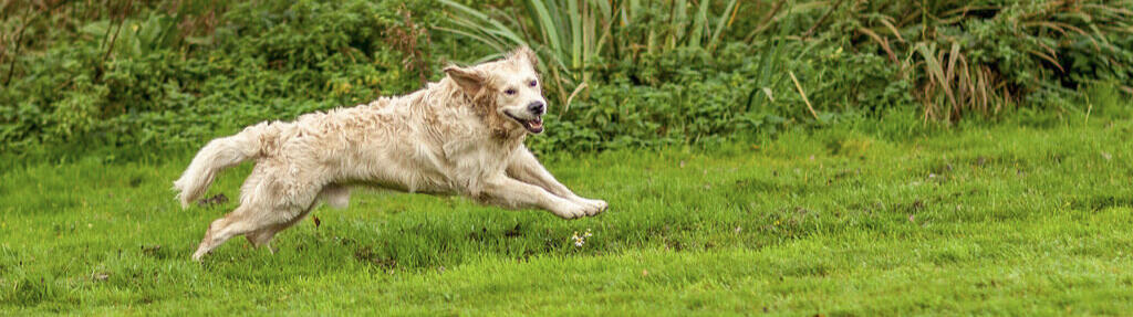 Symbolfoto Hunde-Freilauf