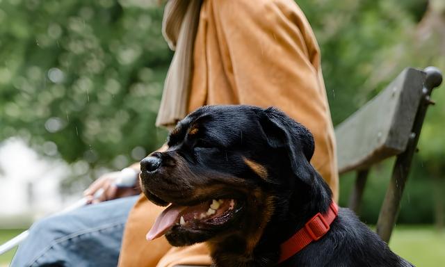 Blindenhund